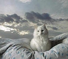 Gatti (49)
